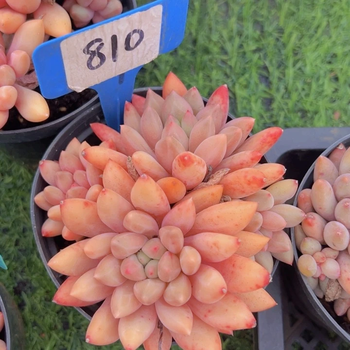 健健康康平平安安