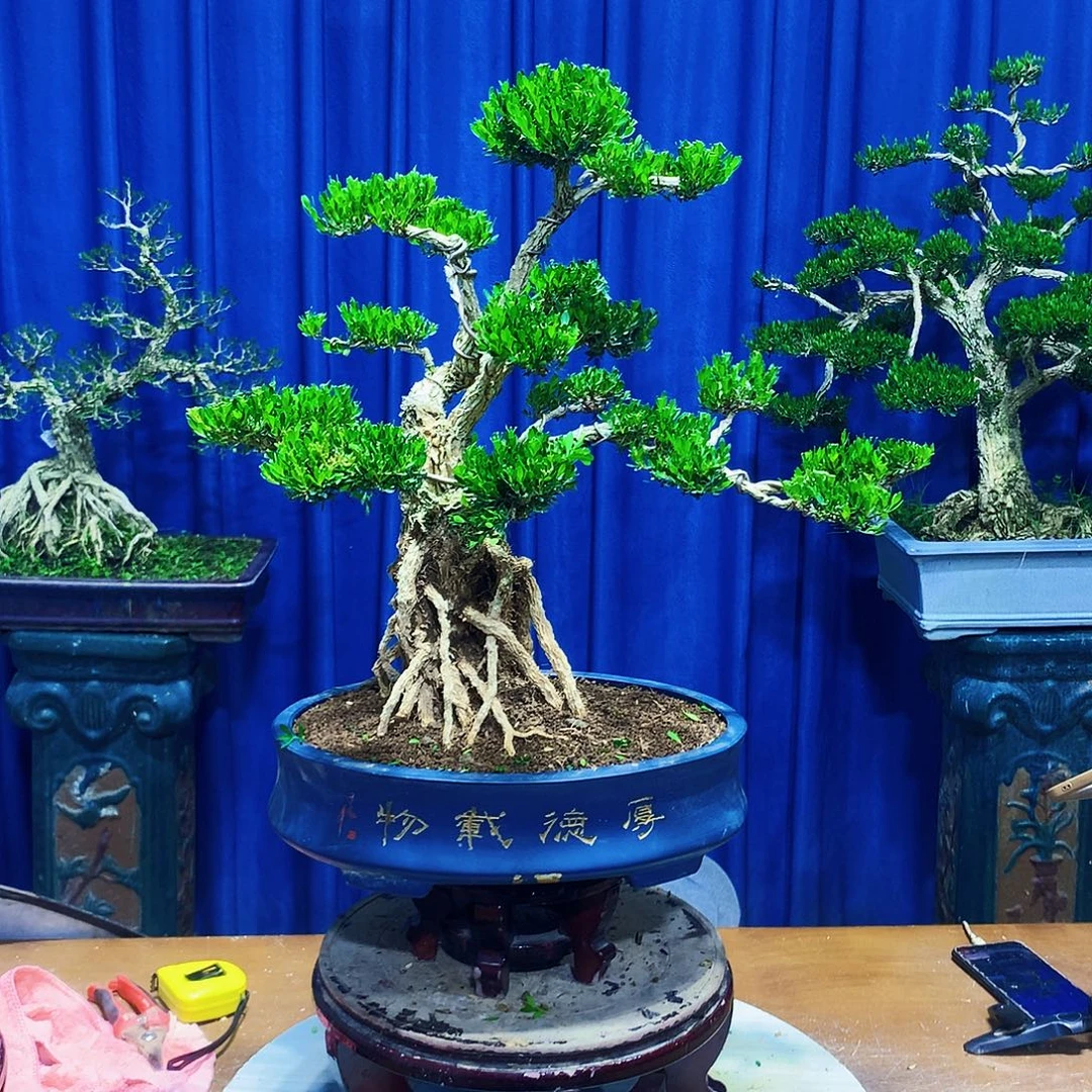 6***2无花朵黄杨盆景一物一拍