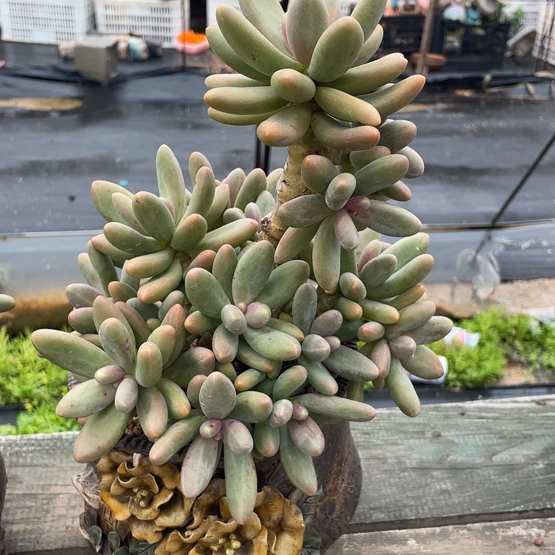 糖果美人多肉植物