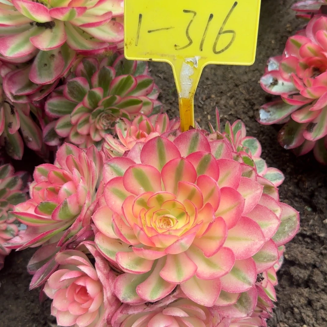 1-316-+倾城之恋多头