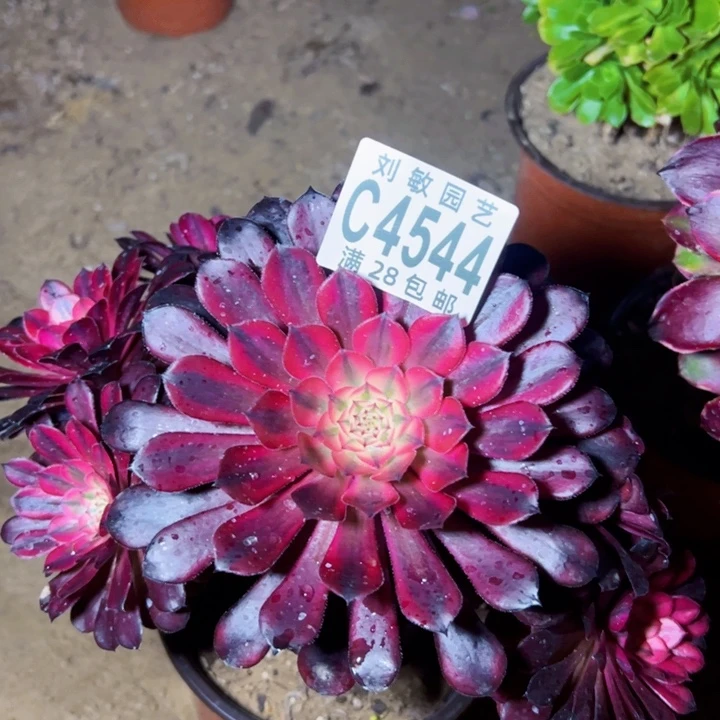 黑天饿多肉植物法师4544