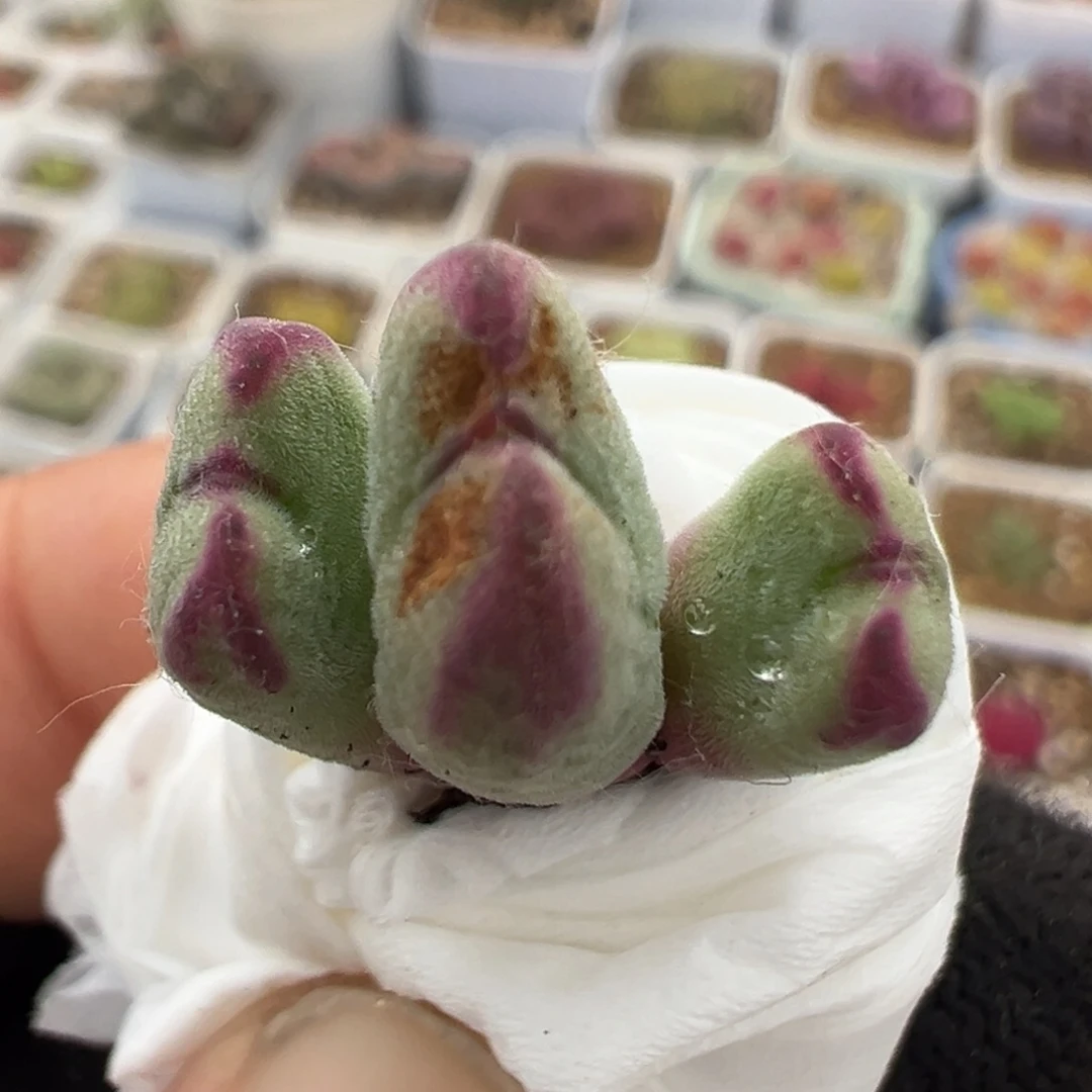 63多肉植物百科知识