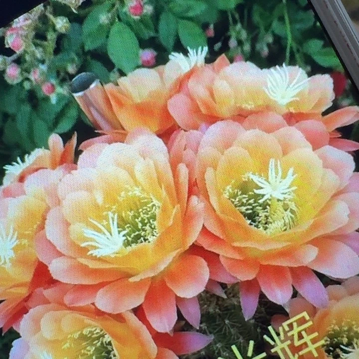 杏光辉侧芽5公分左右毛花柱（20包邮）
