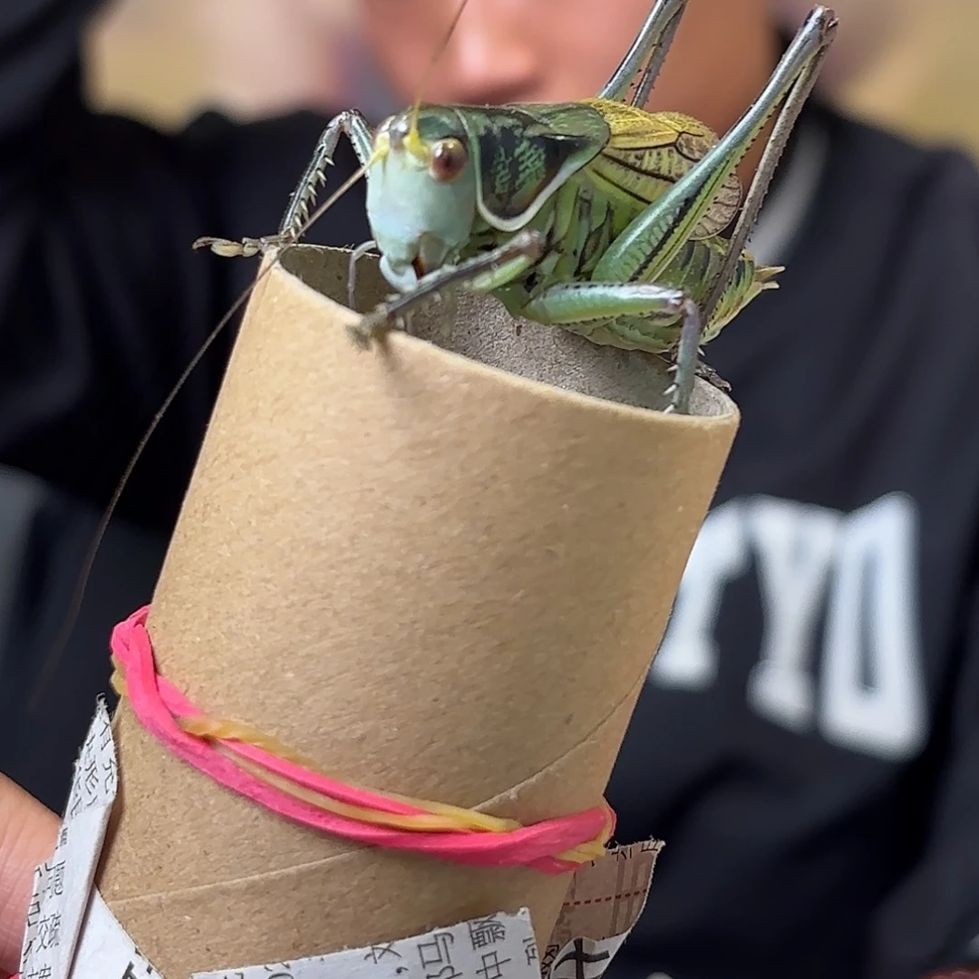 伟***蝈蝈蝈蝈福福价格