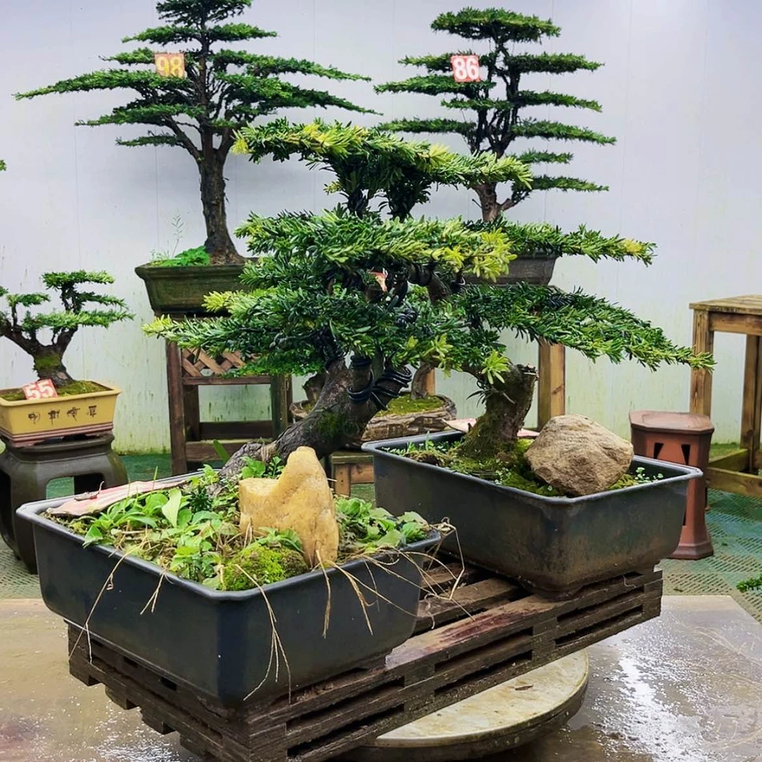 【闪购商品】无花朵