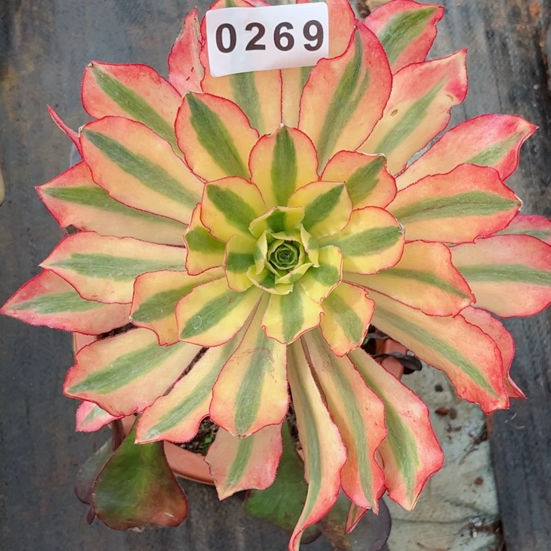 魅影多肉带嫁接木发货