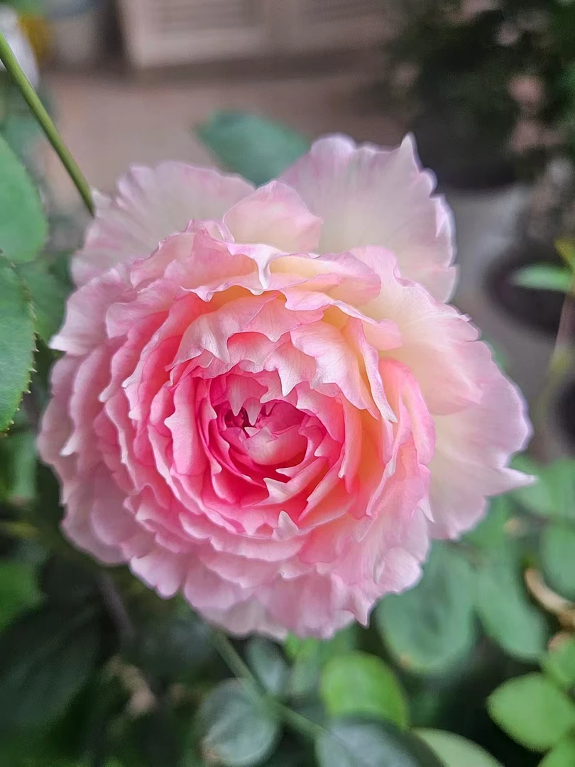 欧月桃花扇多年生花期长耐高温 耐低温基地直发