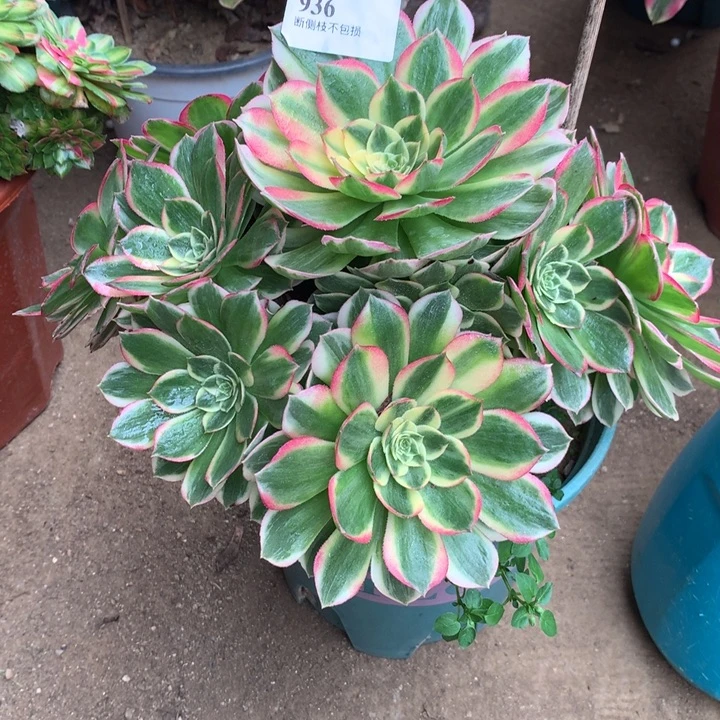 936海鲜多肉植物特价
