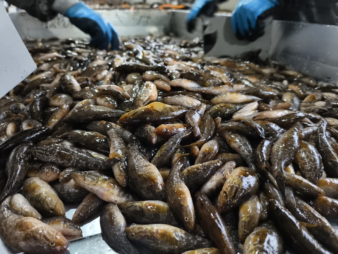 黑龙江中小老头鱼4斤速冻发货（顺丰包邮）