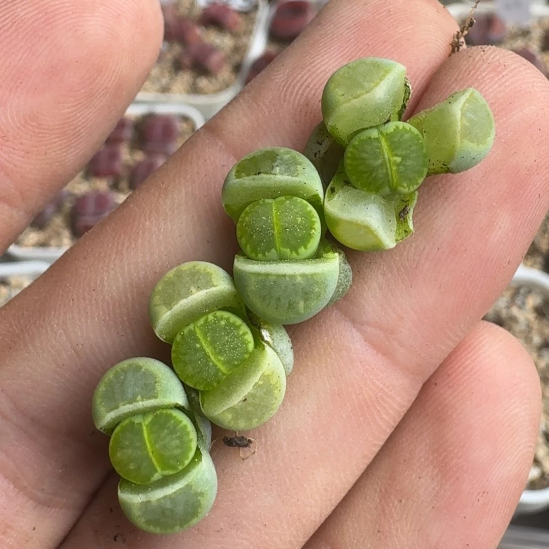 芝**圆K821绿李回交版纯绿菊