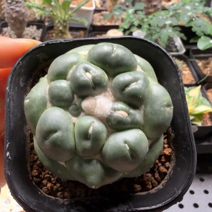 无刺象牙 451 仙人球
