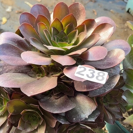 青**约多肉植物一个