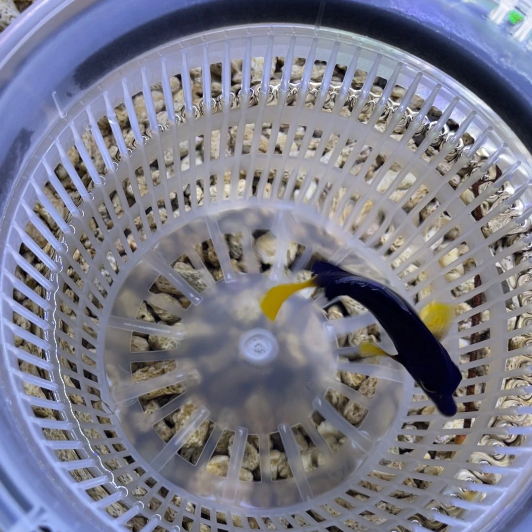 海水鱼紫调一条顺丰包邮