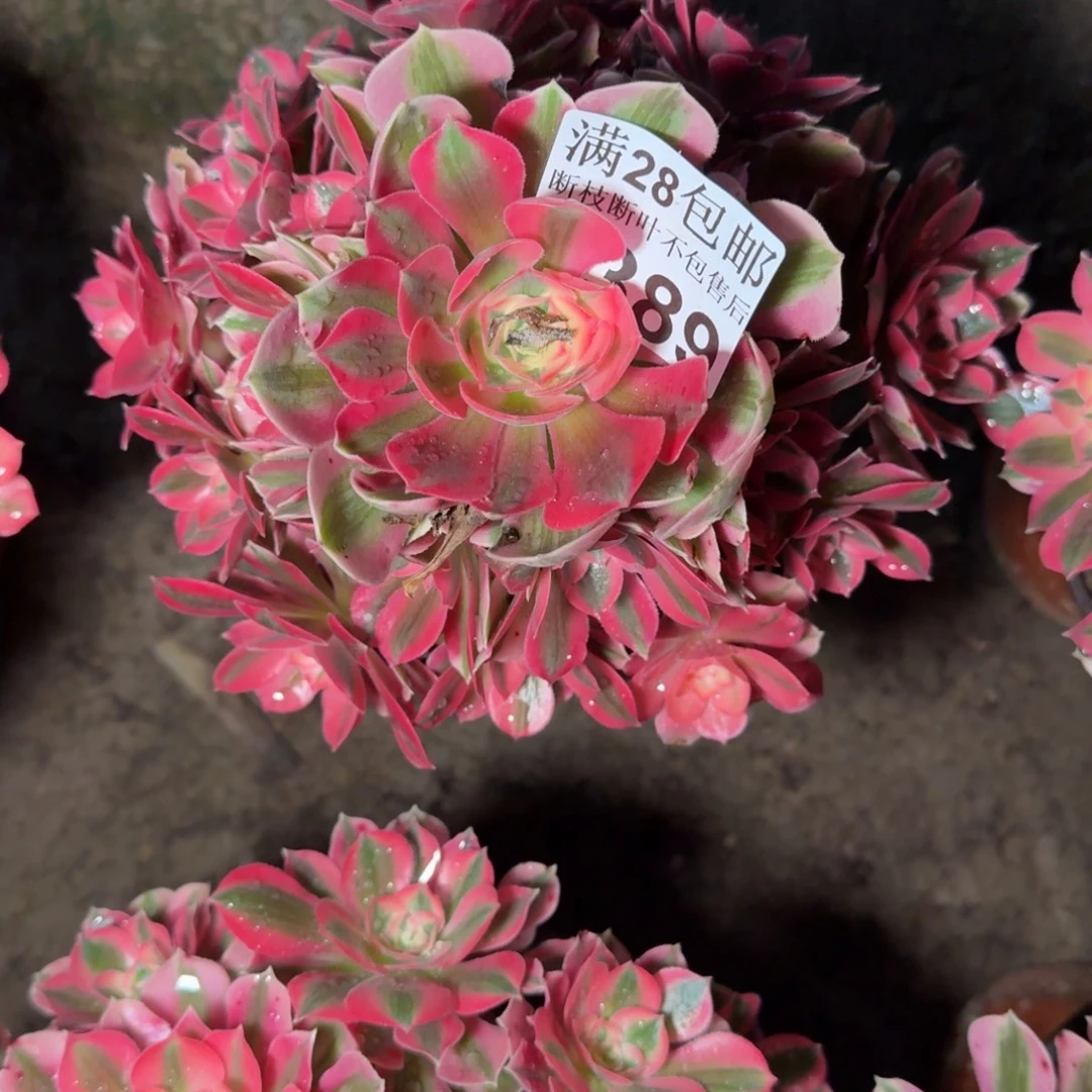 6389女巫多肉植物