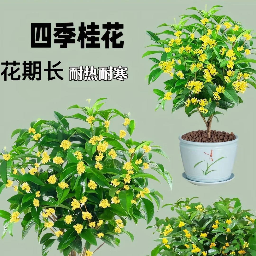 四季桂花佛顶珠地载盆栽阳台庭院室内外绿植花期超长