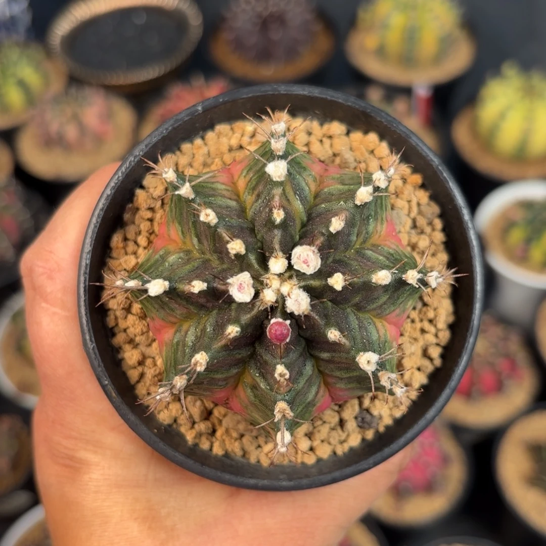 泰系米哈仙人球系列328