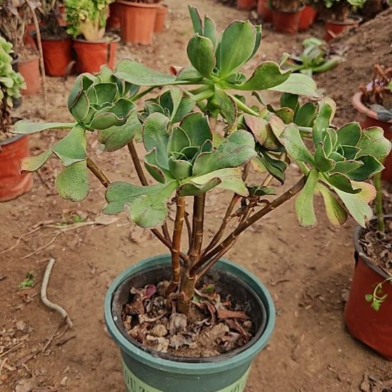 红富士法师加急21