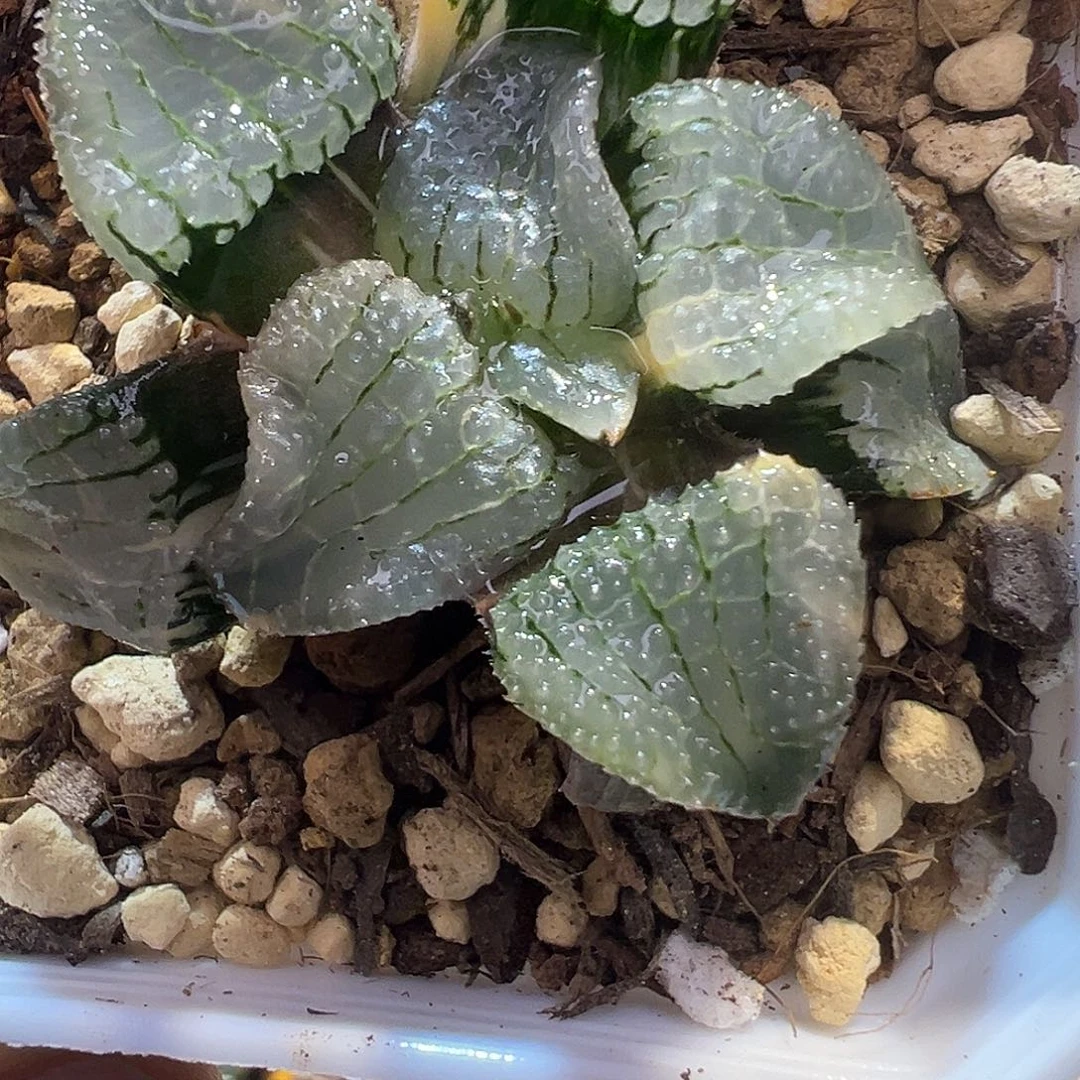 天空之镜锦特选福利