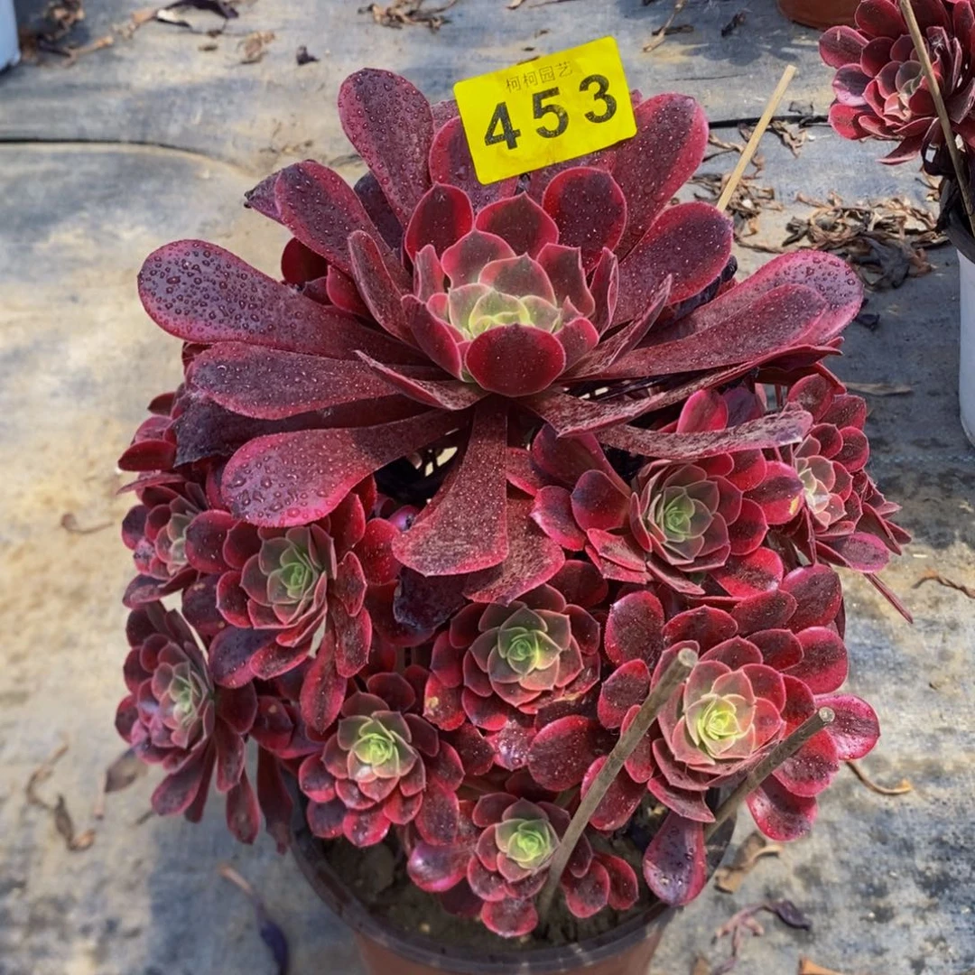 媛***姐多肉凤冠4530000寄养