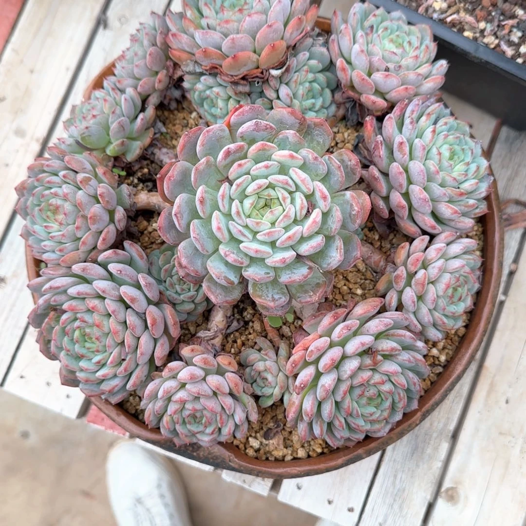多肉植物多肉植物
