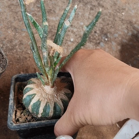 093美杜莎清棚特价