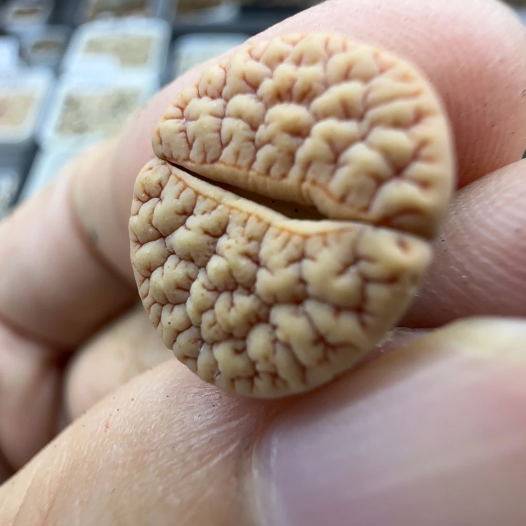 280脑纹189 生石花清框福利30包邮