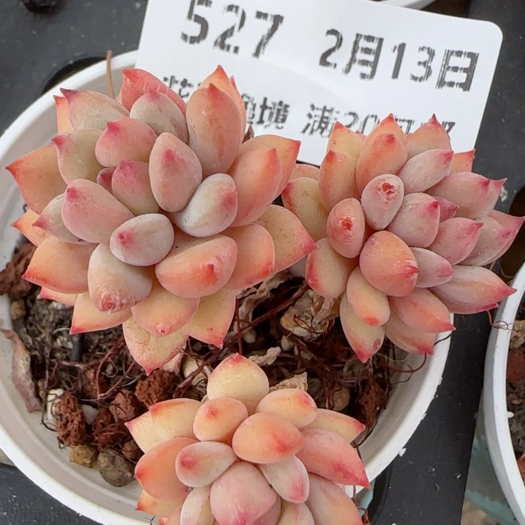 花语逸境0213-527