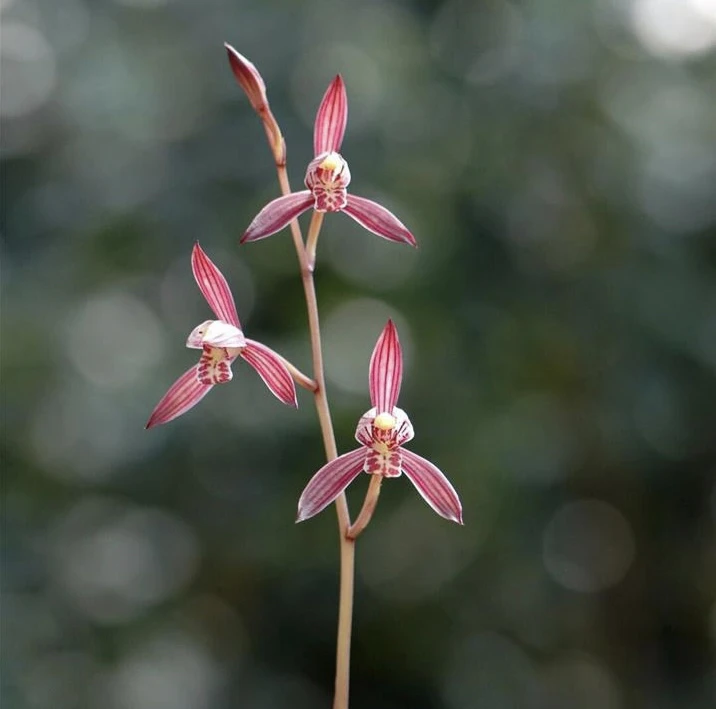 大明胭脂-建兰人工科技组培苗-硬化1年-连体3苗-开品正花开香