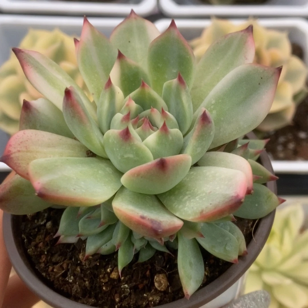 135锦锦锦锦锦锦锦锦