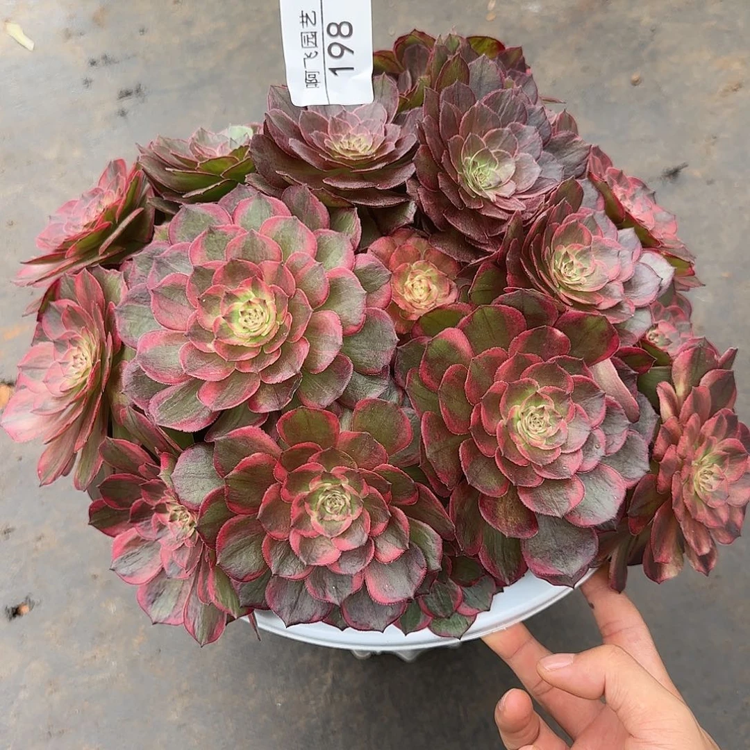 198  红花郎福利法师 捧花