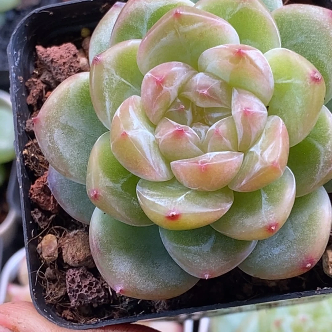 天官赐福百无禁忌