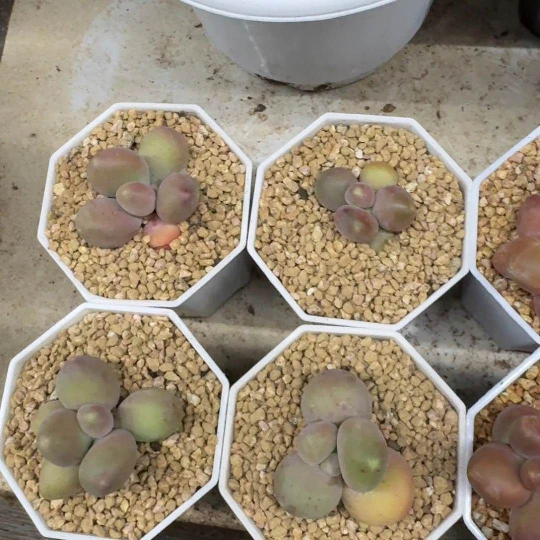 那***。刚果奶4颗 一物一拍