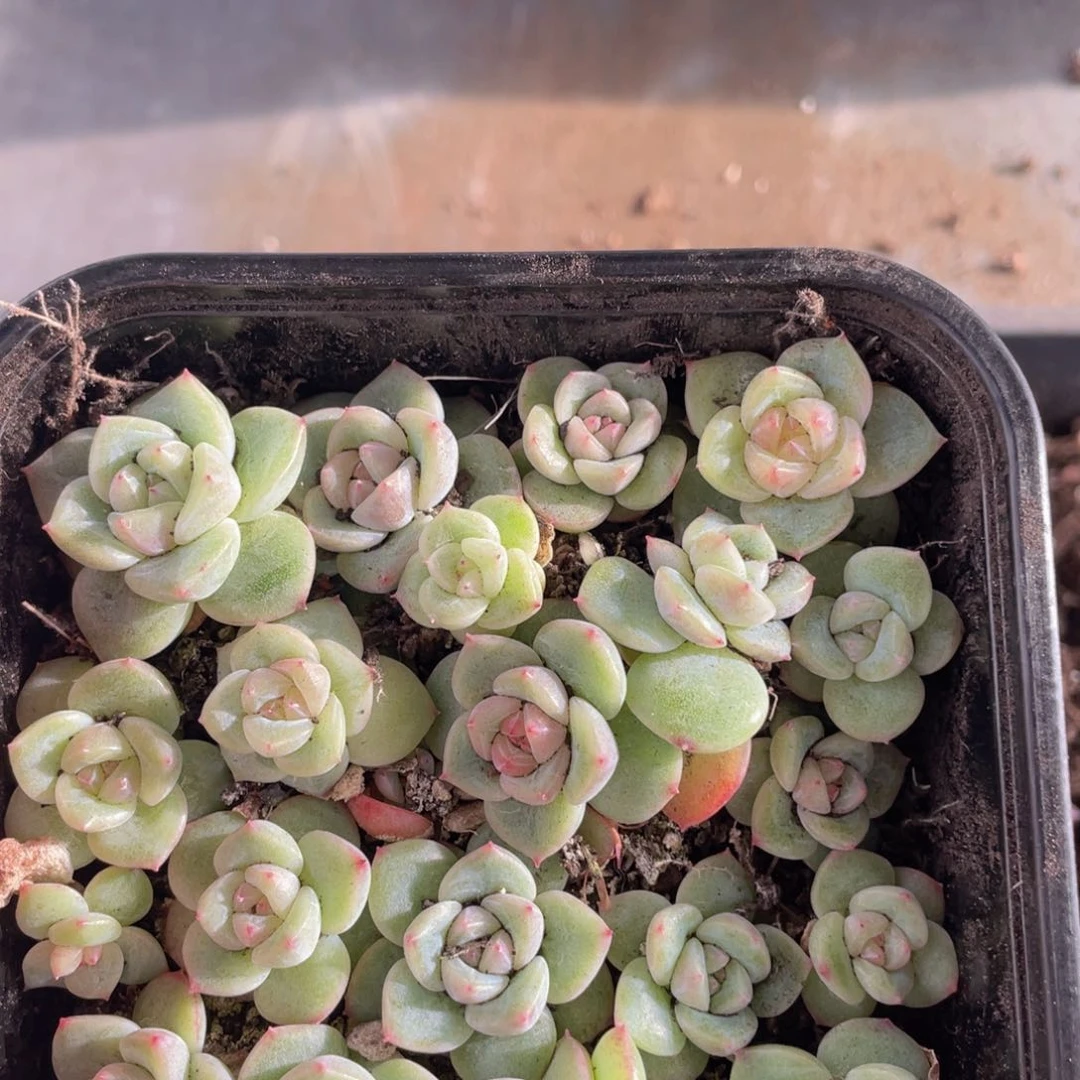 云糖心多肉植物429