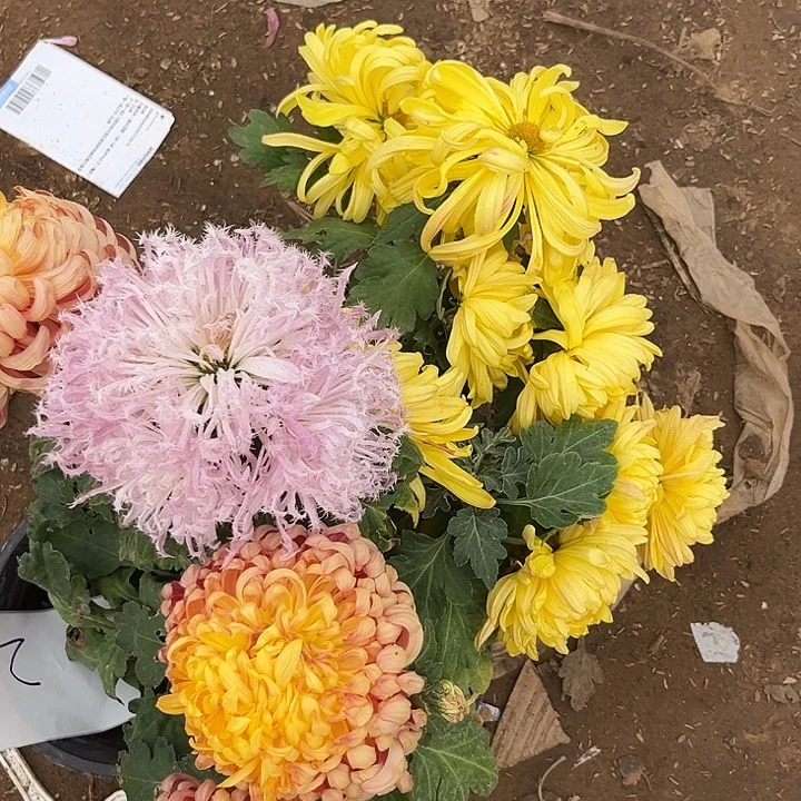 少量花朵（建议范围：2朵-5朵 或40%以下）