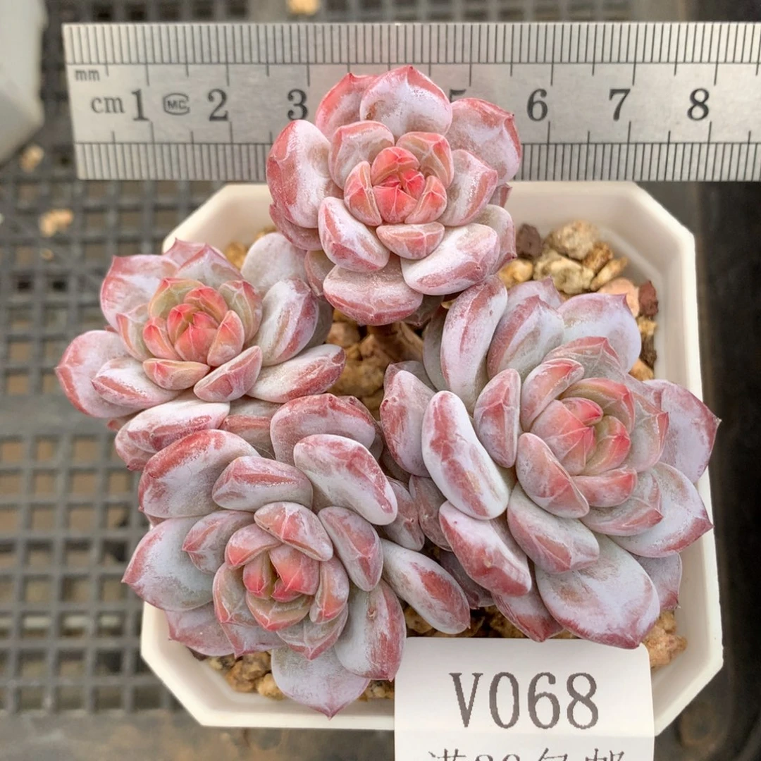 68。老子玉芙蓉四头带腿。
