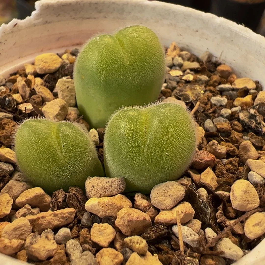 254多肉植物种类多样