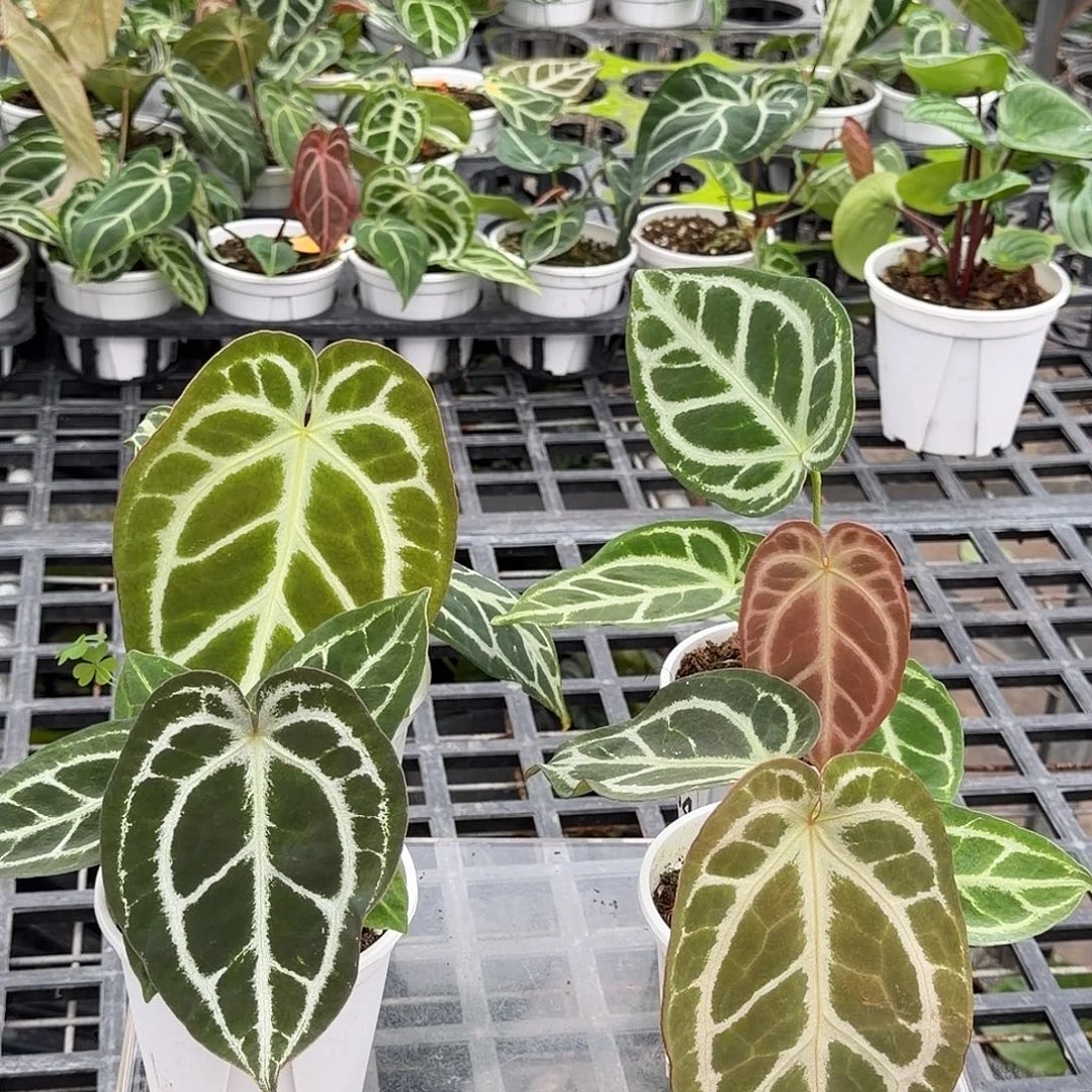 完全开放F902无售后