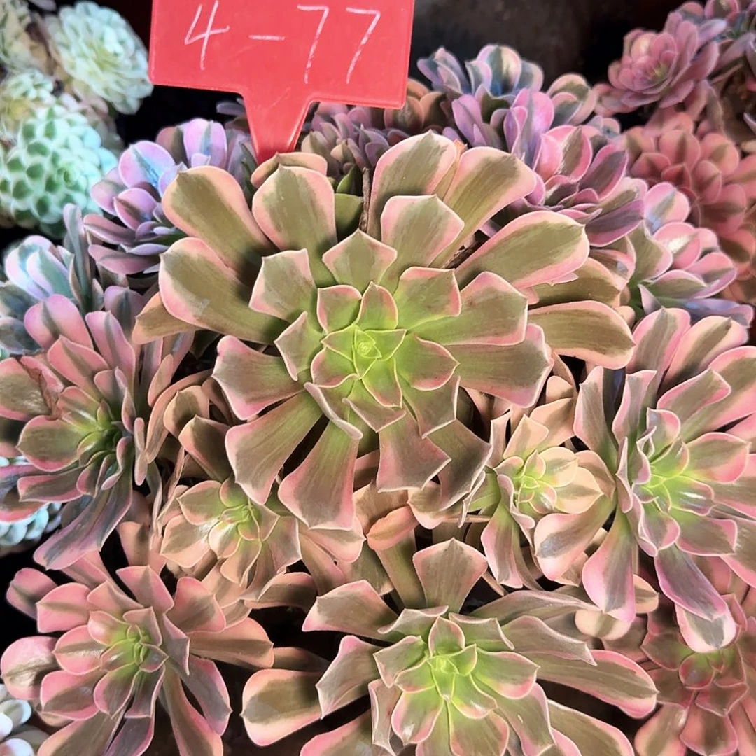 @***暖4+77桃夭多肉法师