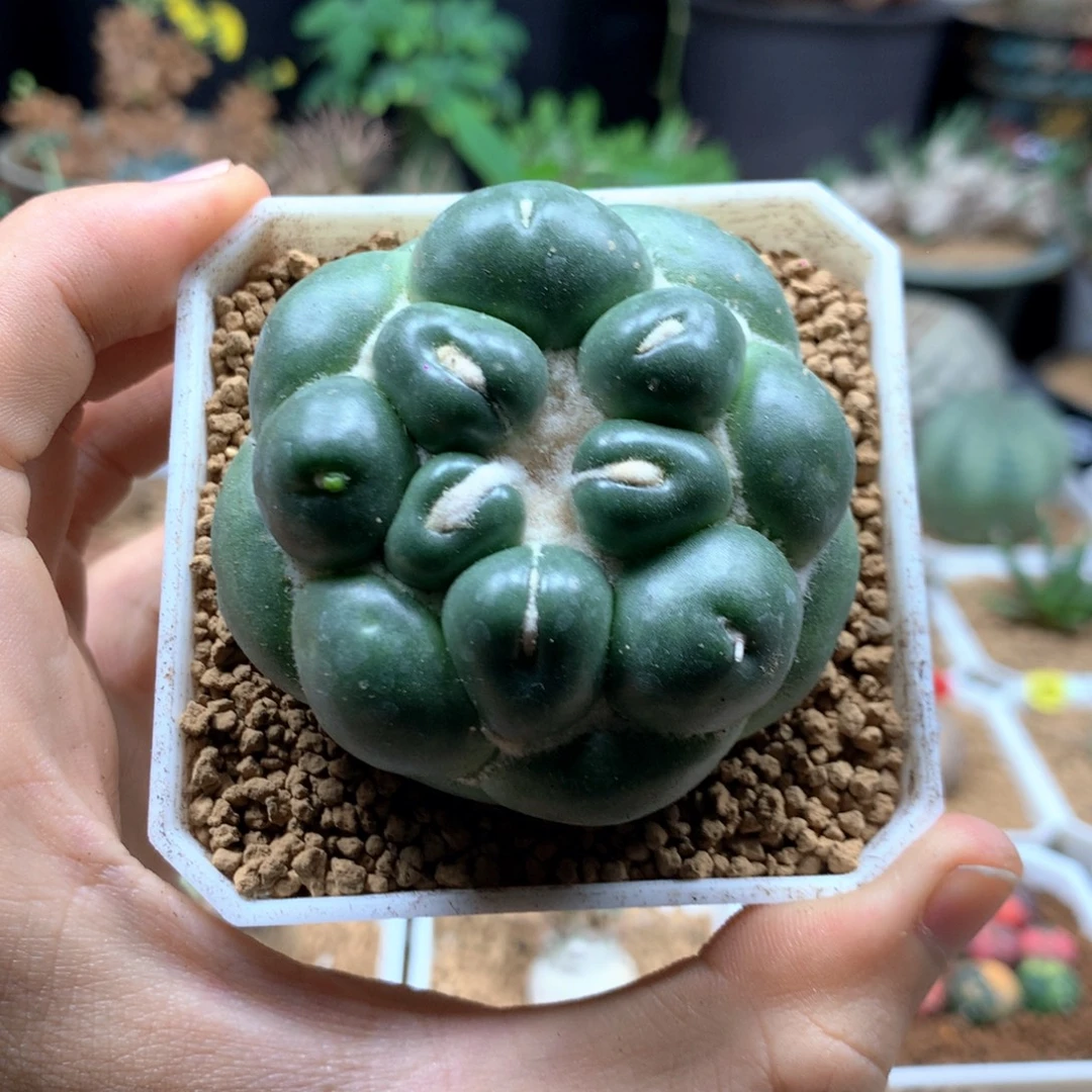 自根无刺象牙带盆