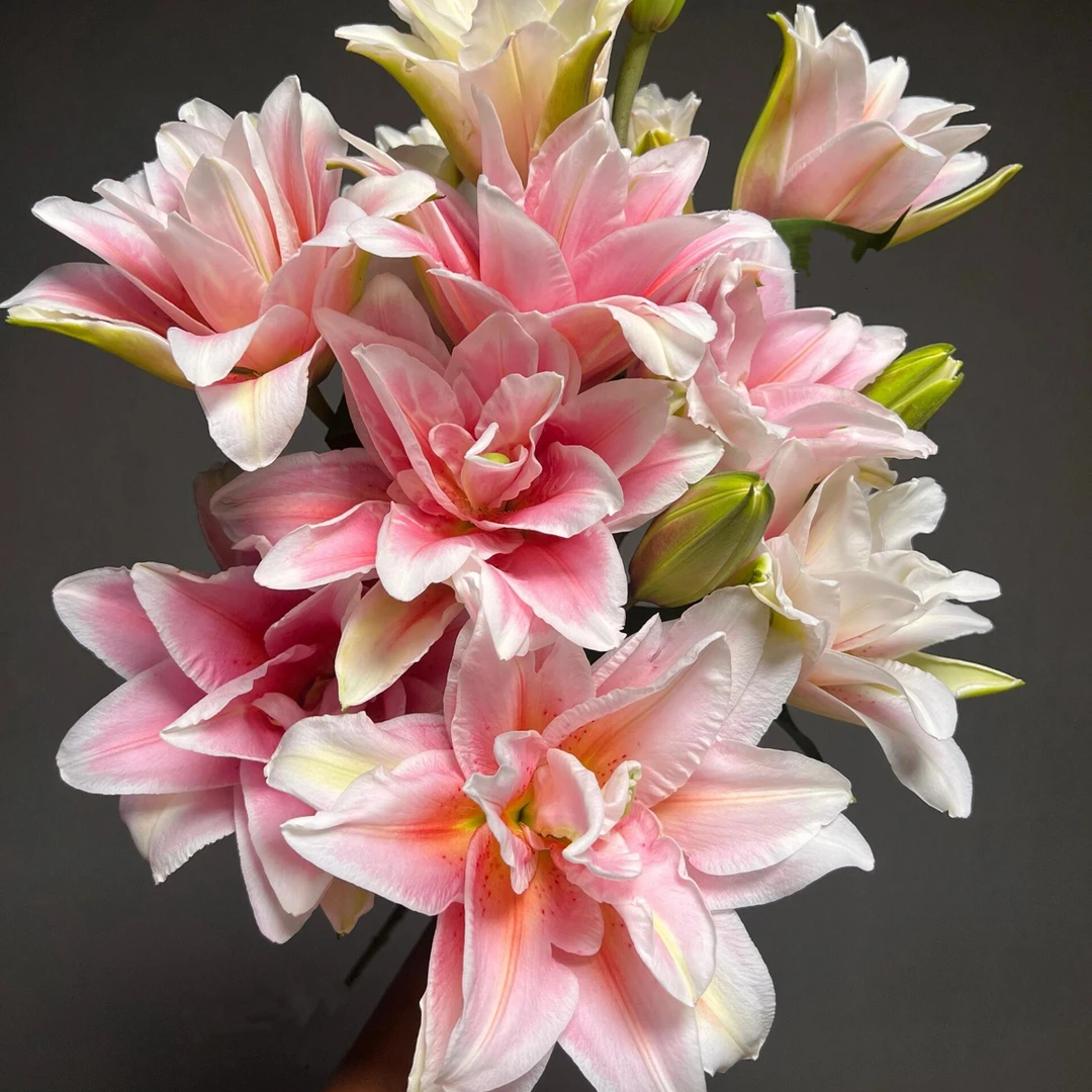 百合树-赛丽娜重瓣百合有香味水养鲜花