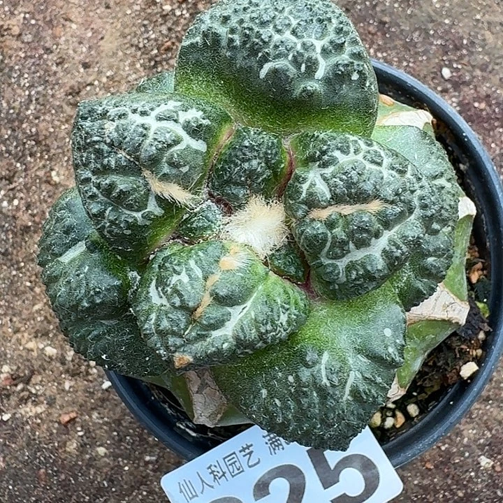 无花朵325金毛龟甲牡丹东八