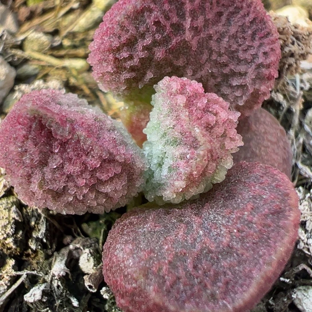 实生新品多肉植物水泡