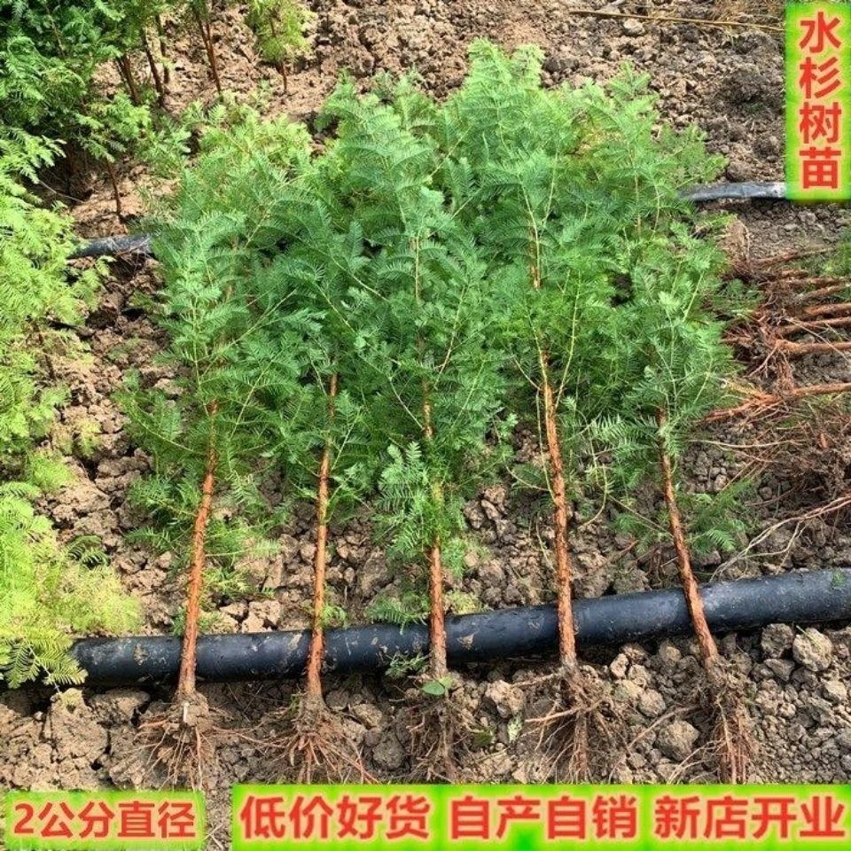 绿化苗木水杉树苗水杉苗水杉小苗盆栽苗庭院行道树南北方种植