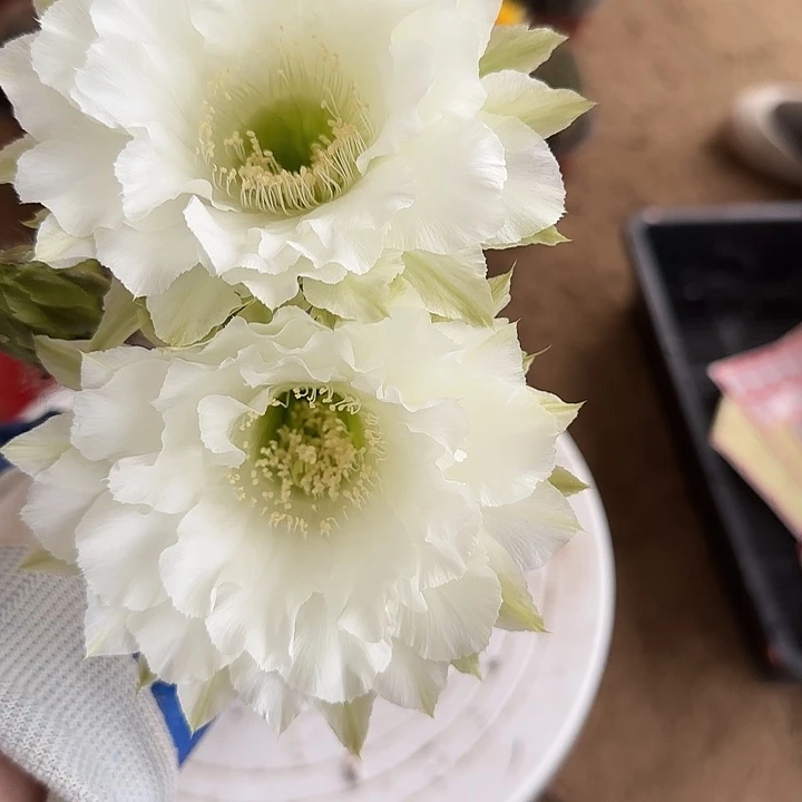 无花朵小***?带根彩草52