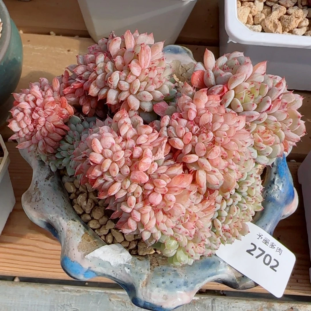 白胖子缀化，2702多肉植物