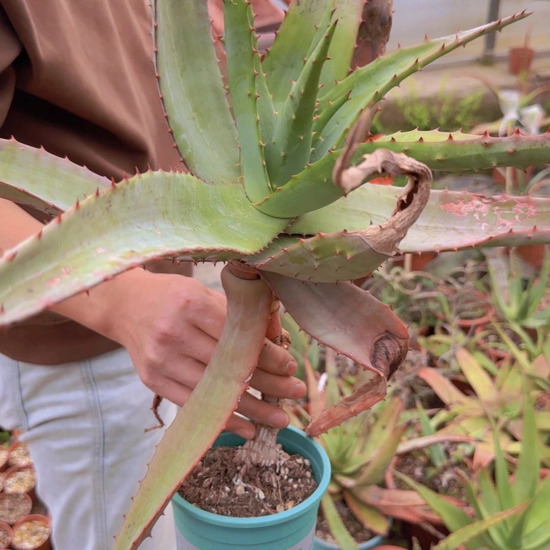 爱*海块根植物块根植物块根
