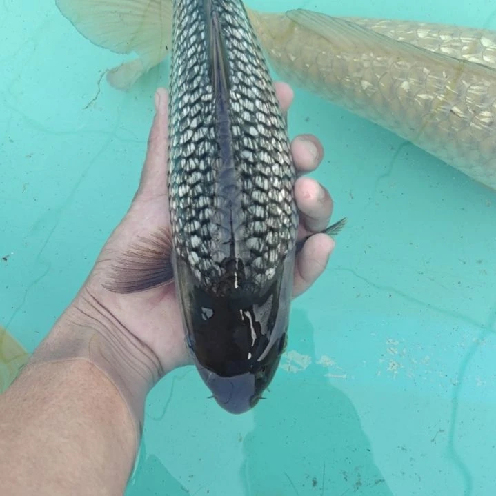 锦鲤空鲤31公分顺丰到付不包邮