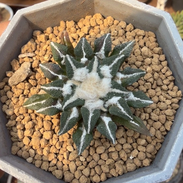 实生黑牡丹1497仙人球