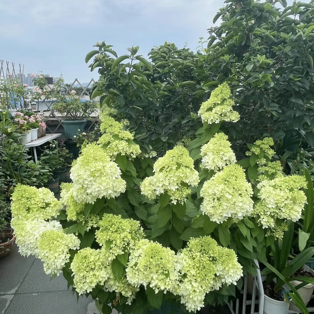 不带花7年老桩石灰灯绣球 花期长易养护原盆原土发货