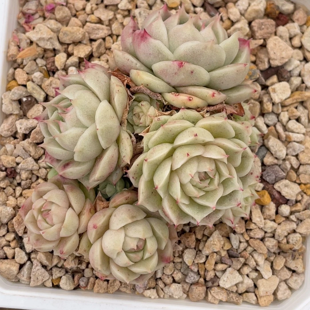珍妮体麦秆群生8公分